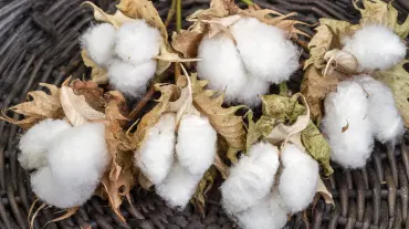 Gossypium hirsutum American Upland Cotton